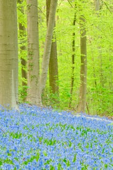 Bluebells in forest