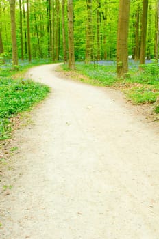 Bluebells in forest