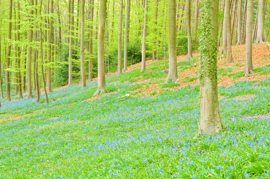 Bluebells in forest