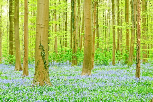 Bluebells in forest