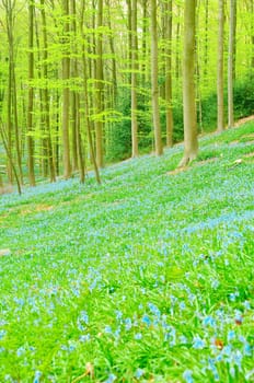Bluebells in forest
