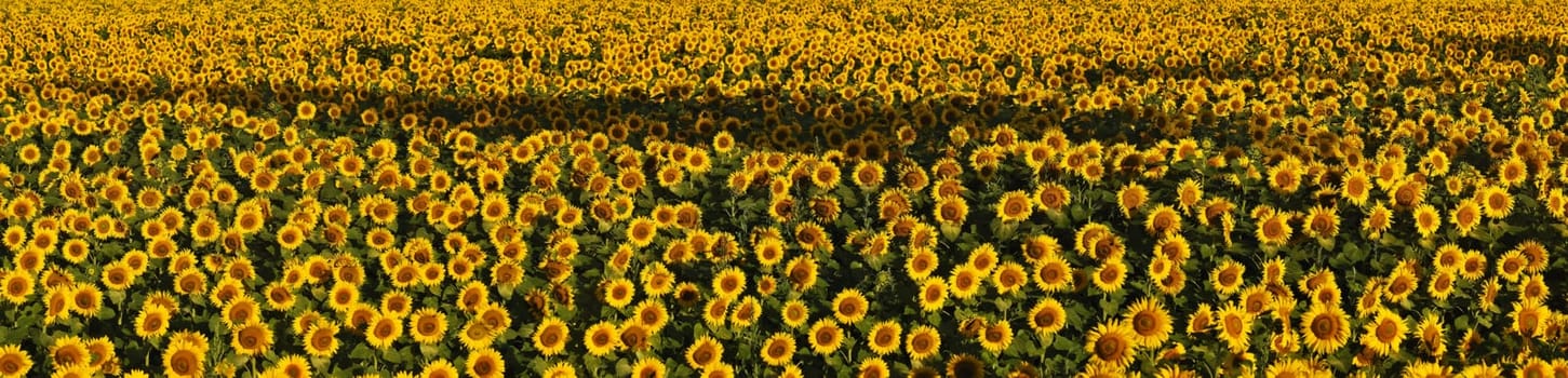 Sunflowers 2127