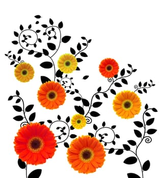 daisy flower