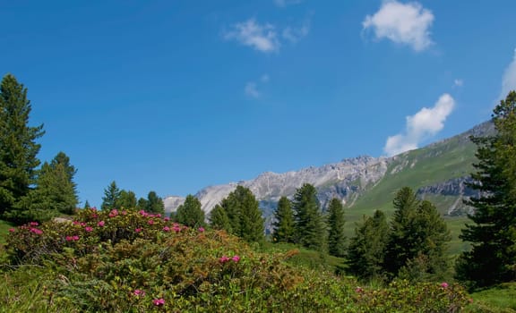 Mountains