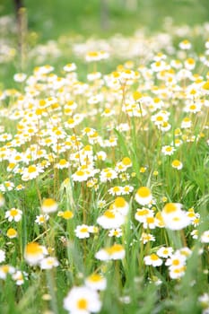 daisy background
