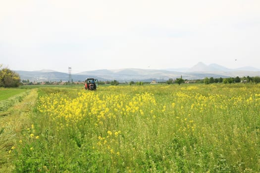 The potato in the field blossoms background