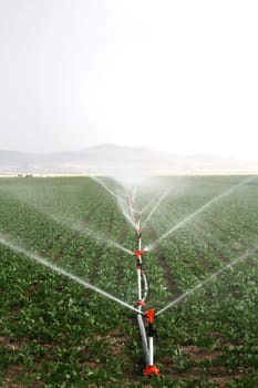 Irrigation sprinklers water a farm field against late afternoon