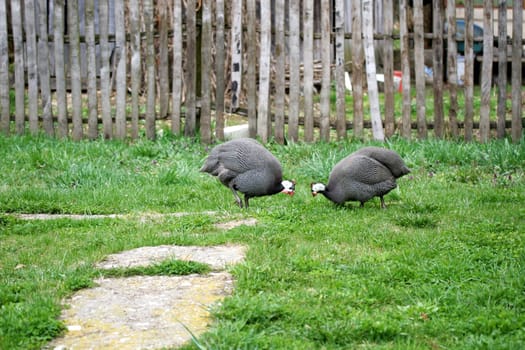 Guinea Fowls