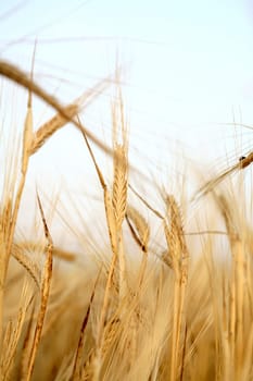 wheat background