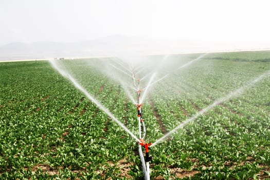 Irrigation sprinklers water a farm field against late afternoon
