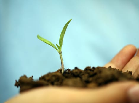 sapling background