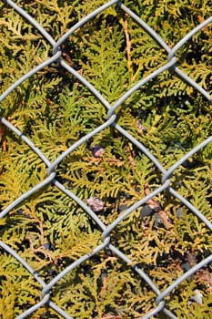 wire metal fence and fir tree texture