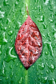 leaf raindrops