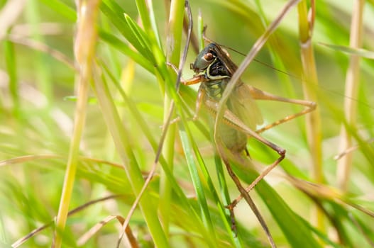 Short-antennae insect - Caelifera