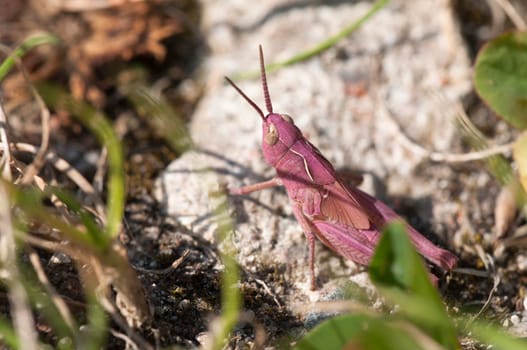 Pink Grasshopper