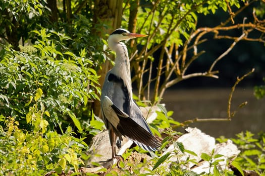 Heron