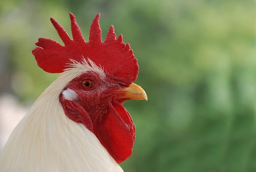 white rooster