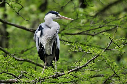 Grey heron