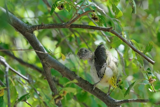 Oriole cub cleaning