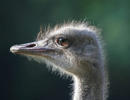 Ostrich
