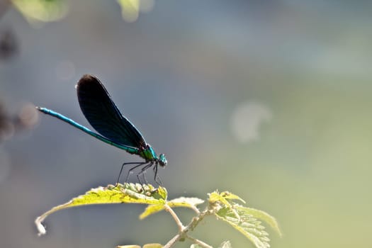 Demoiselle