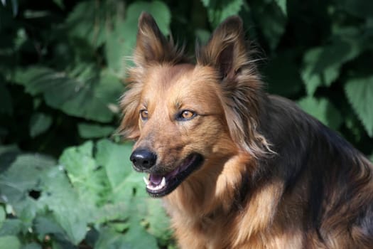 Dog Portrait