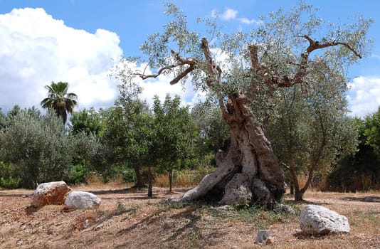 old olive tree