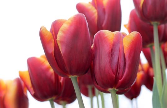 red-orange tulips