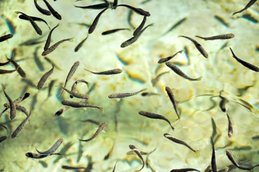 School of fish at a hatchery - trout