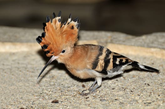 Tree hop