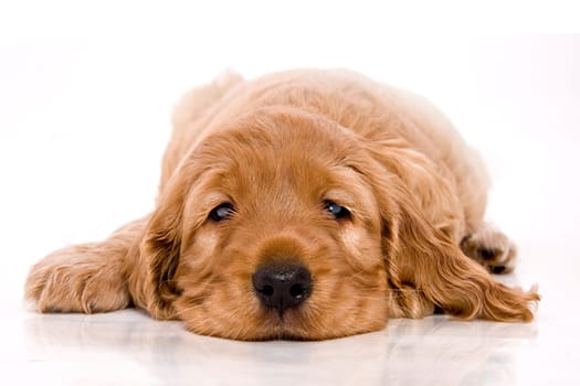 Puppy 110710-1