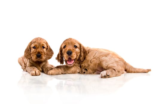 Puppy 110710-3
