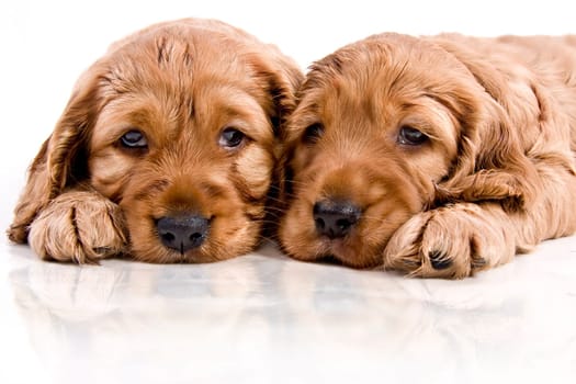 Puppy 110710-4