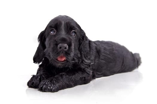 Puppy 110710-5