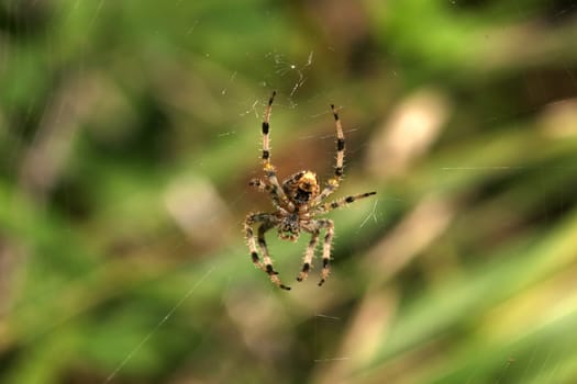 Cross Spider