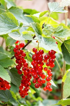 Currants on a bush