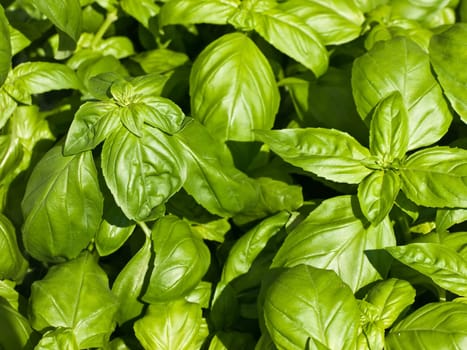 Basil