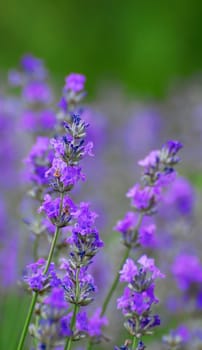 common lavender