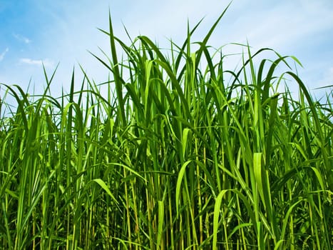 miscanthus,chinaschilf