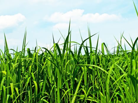 miscanthus,chinaschilf