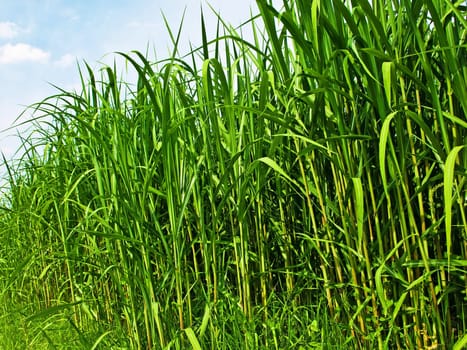 miscanthus,chinaschilf