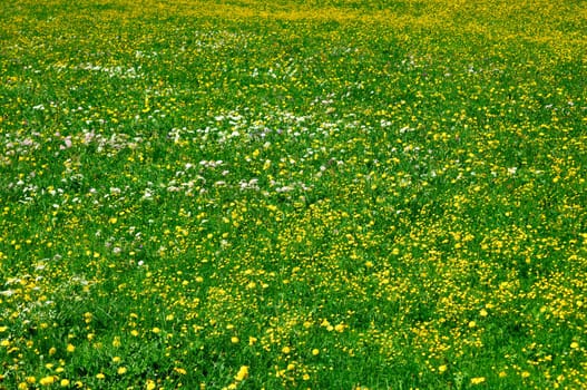 Blooming alpine meadow,Tyrol,Austria