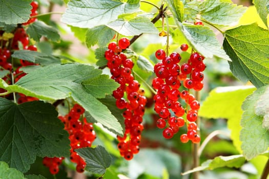 Currants on a bush