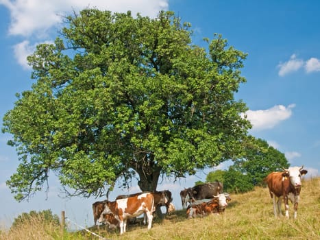 Cow in front of foresight