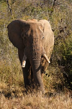 Old bull elephant comes out of the bush