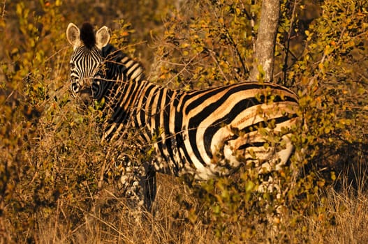 Steppe zebra hiding in the bushland,South Africa