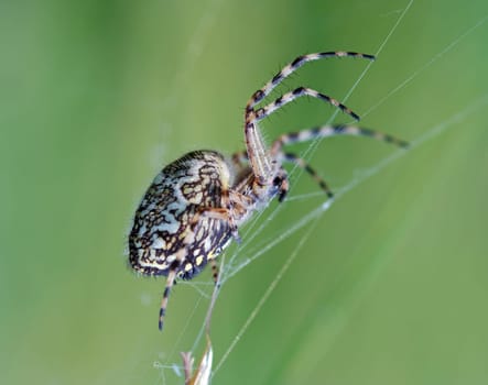 spider