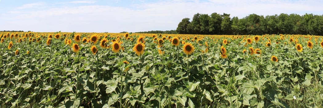 Sunflowers