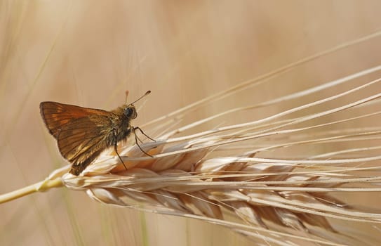 Skipper