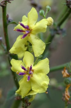black mullein